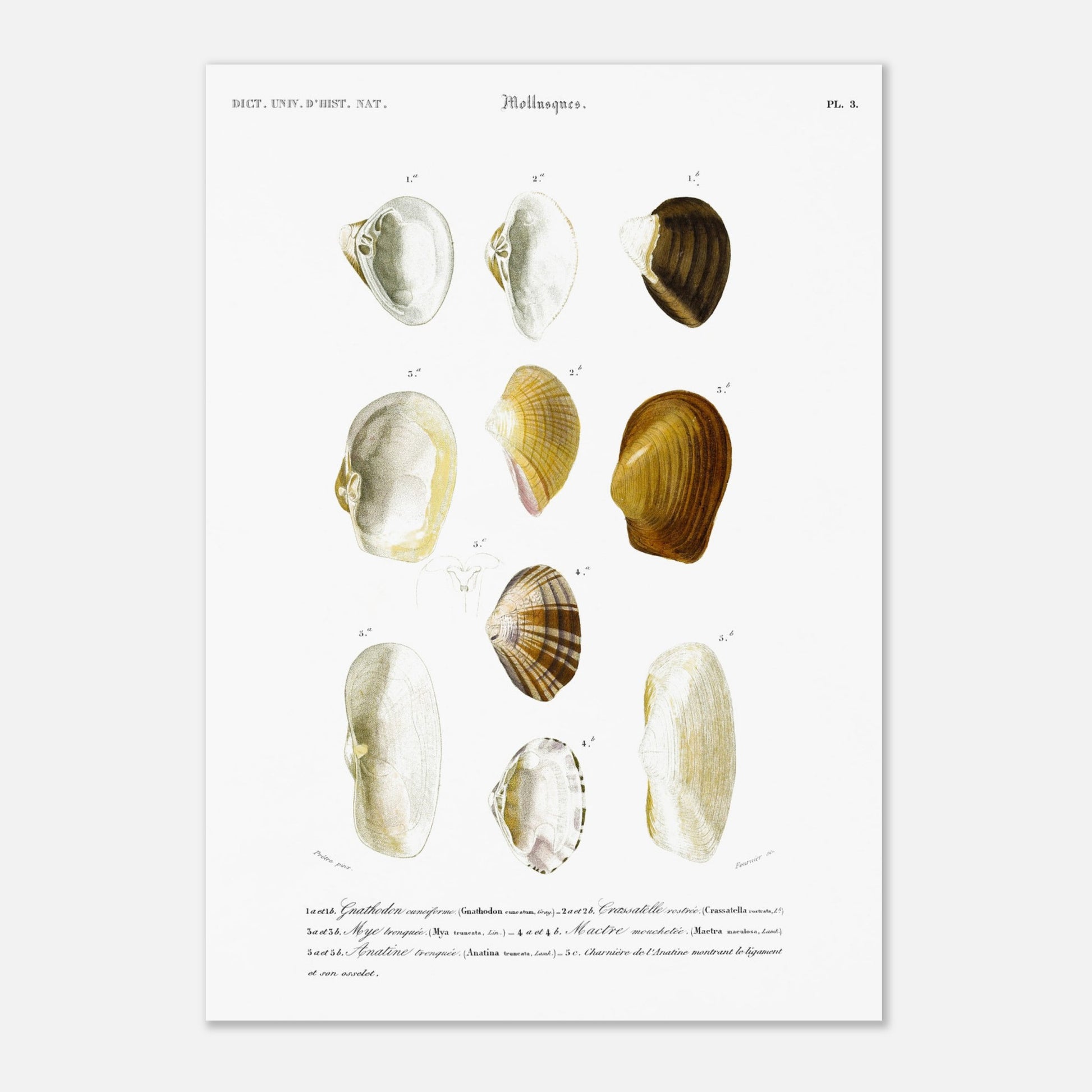 Planche de coquillages Mye tronqu)e par Charles d'Orbigny (29,7x42 cm (A3)). Planche du Dictionnaire Universel d'Histoire Naturelle de Charles d'Orbigny, illustrant diverses coquilles de mollusques, dont la mye tronquée.