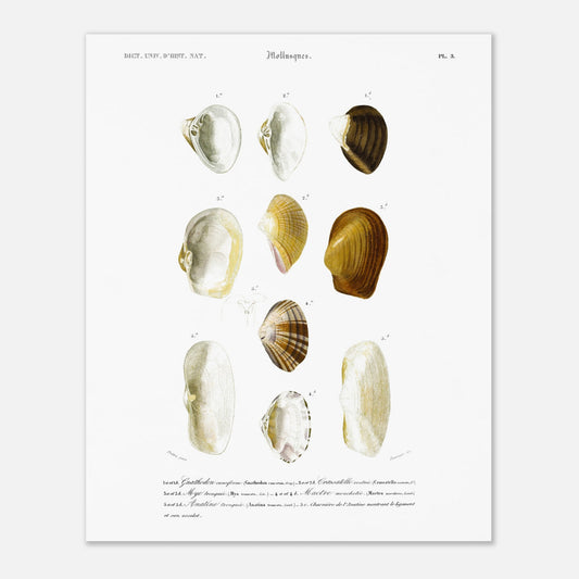 Planche de coquillages Mye tronqu)e par Charles d'Orbigny (40x50 cm). Planche du Dictionnaire Universel d'Histoire Naturelle de Charles d'Orbigny, illustrant diverses coquilles de mollusques, dont la mye tronquée.