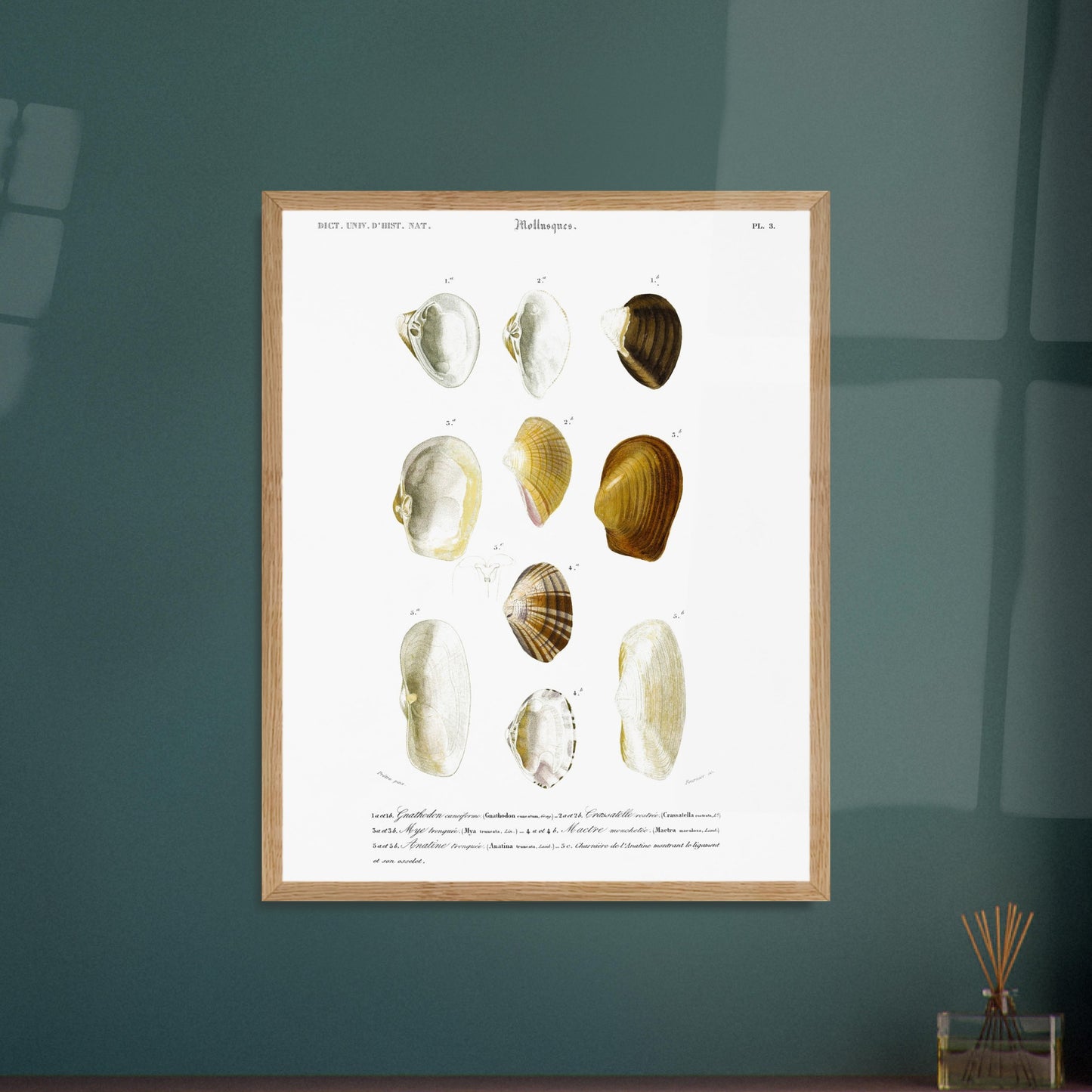 Planche de coquillages Mye tronqu)e par Charles d'Orbigny. Planche du Dictionnaire Universel d'Histoire Naturelle de Charles d'Orbigny, illustrant diverses coquilles de mollusques, dont la mye tronquée. Image d'illustration 5