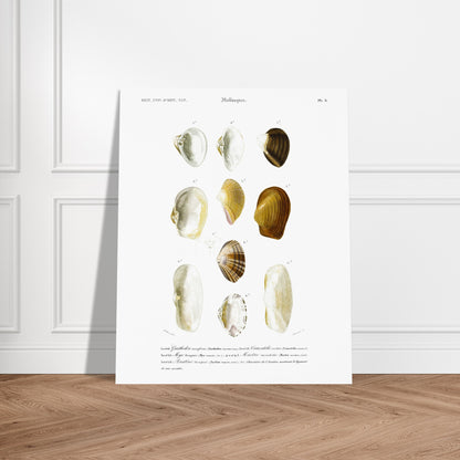 Planche de coquillages Mye tronqu)e par Charles d'Orbigny. Planche du Dictionnaire Universel d'Histoire Naturelle de Charles d'Orbigny, illustrant diverses coquilles de mollusques, dont la mye tronquée. Image d'illustration 6