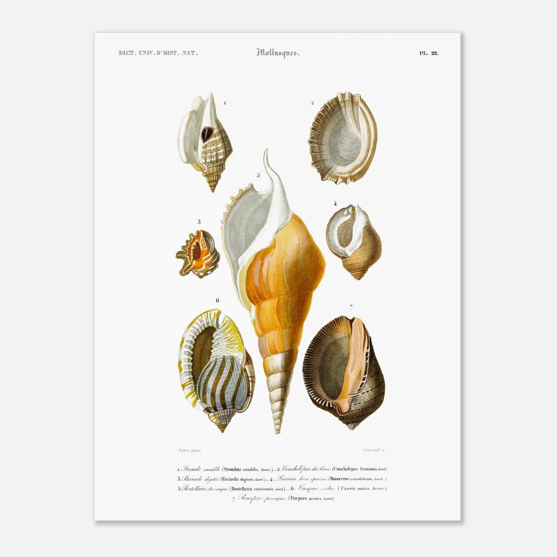 Planche de coquillages : Rostellaire et Strombe par Charles d'Orbigny (30x40 cm). Planche naturaliste ancienne illustrant plusieurs coquillages, dont un strombe, une ricinule, une lucerne, une rostellaire, un casque et un pourpre, avec leurs noms scientifiques et communs.
