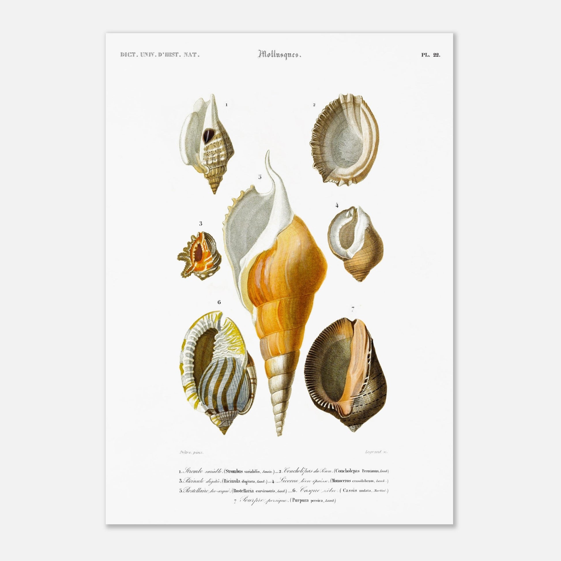 Planche de coquillages : Rostellaire et Strombe par Charles d'Orbigny (42x59,4 cm (A2)). Planche naturaliste ancienne illustrant plusieurs coquillages, dont un strombe, une ricinule, une lucerne, une rostellaire, un casque et un pourpre, avec leurs noms scientifiques et communs.