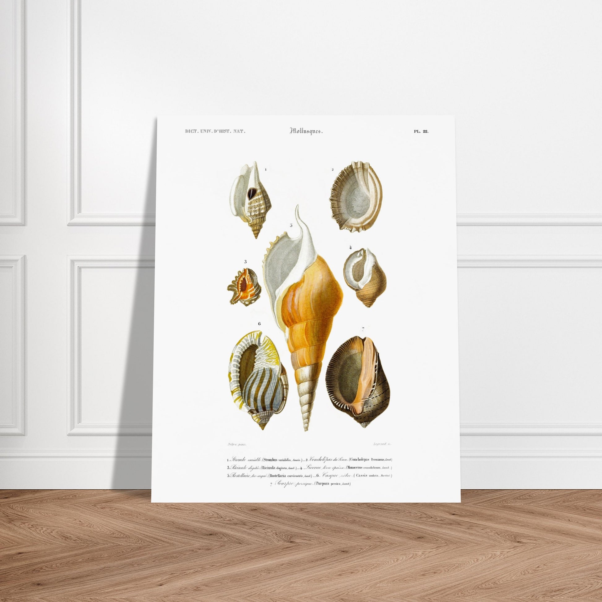 Planche de coquillages : Rostellaire et Strombe par Charles d'Orbigny. Planche naturaliste ancienne illustrant plusieurs coquillages, dont un strombe, une ricinule, une lucerne, une rostellaire, un casque et un pourpre, avec leurs noms scientifiques et communs. Image d'illustration 5