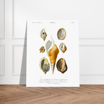 Planche de coquillages : Rostellaire et Strombe par Charles d'Orbigny. Planche naturaliste ancienne illustrant plusieurs coquillages, dont un strombe, une ricinule, une lucerne, une rostellaire, un casque et un pourpre, avec leurs noms scientifiques et communs. Image d'illustration 5