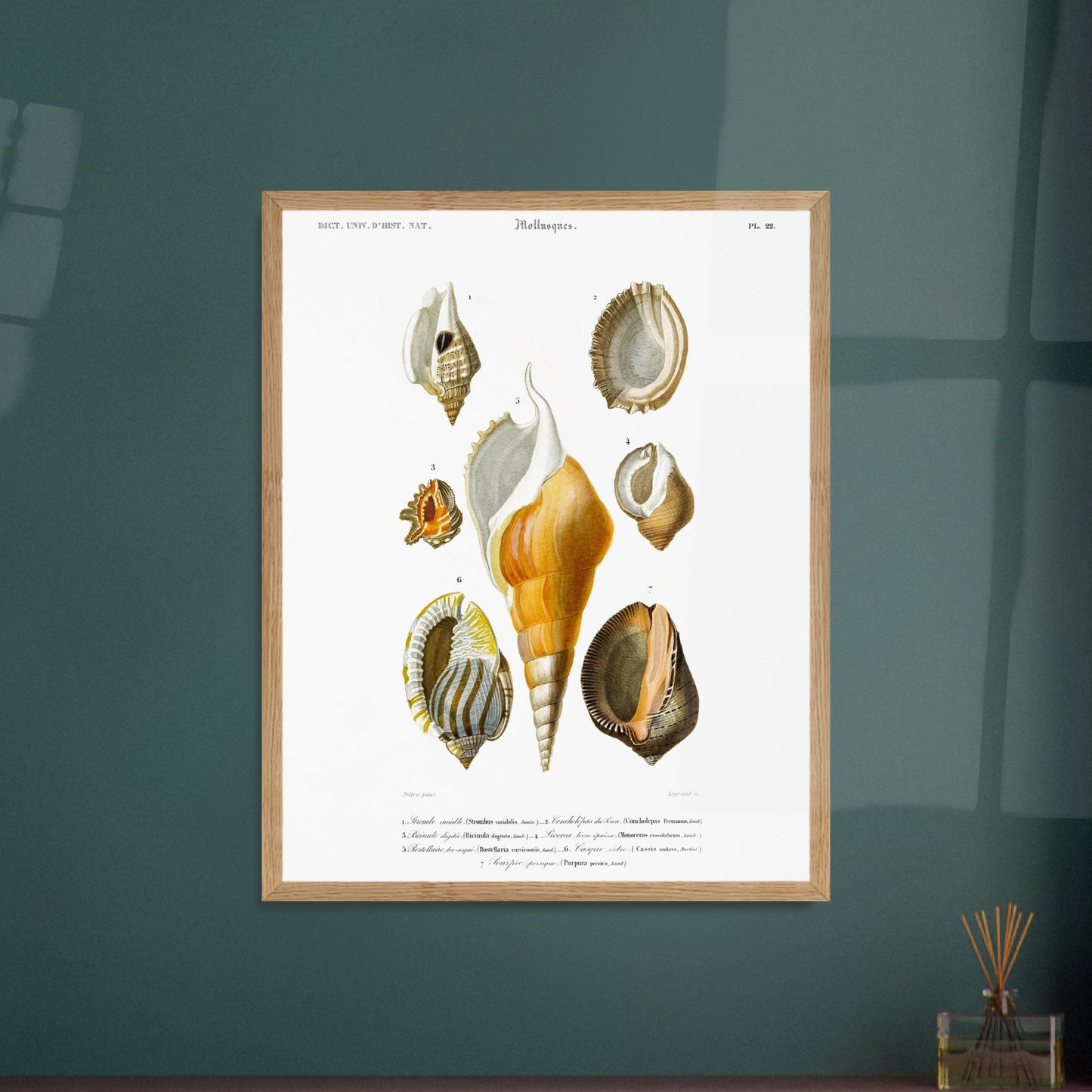 Planche de coquillages : Rostellaire et Strombe par Charles d'Orbigny. Planche naturaliste ancienne illustrant plusieurs coquillages, dont un strombe, une ricinule, une lucerne, une rostellaire, un casque et un pourpre, avec leurs noms scientifiques et communs. Image d'illustration 6