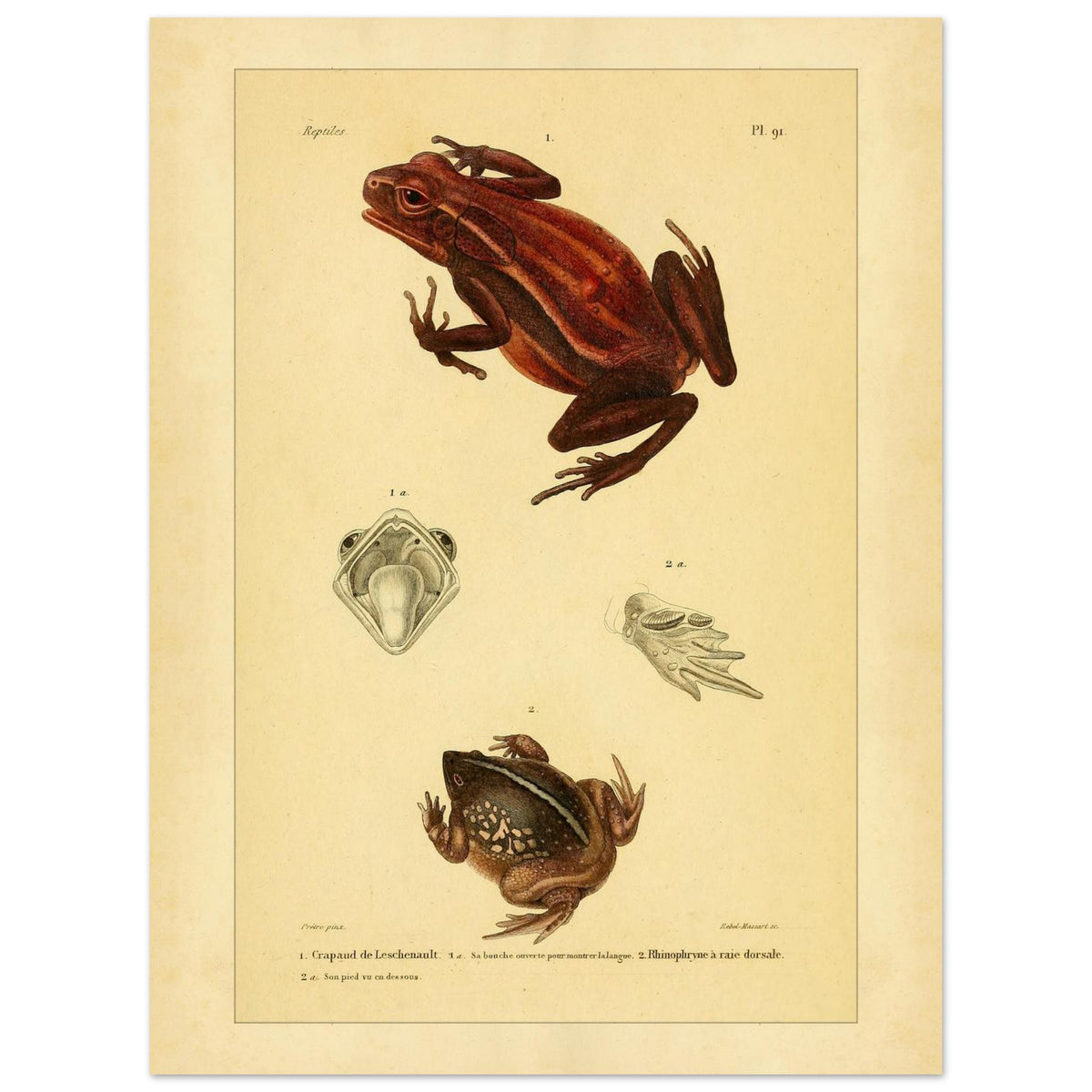 Antike Amphibientafel: Leschenault-Kröte und Rhinophrynus (30x40 cm). Alte wissenschaftliche Tafel mit einer Leschenault-Kröte und einer Rückstreifen-Nasenkröte sowie Ansichten des Maules der Kröte und des Fußes der Nasenkröte.