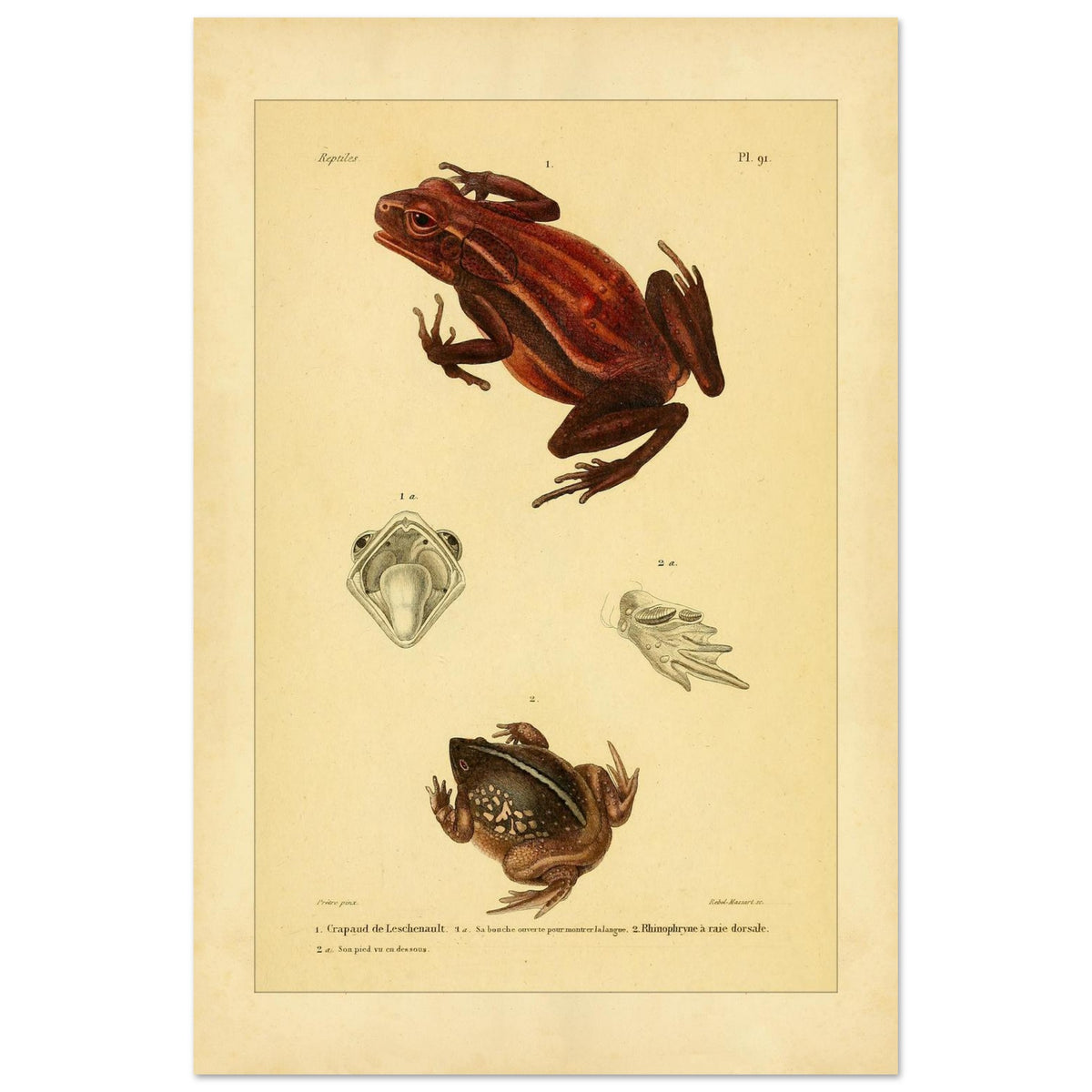 Antike Amphibientafel: Leschenault-Kröte und Rhinophrynus (40x60 cm). Alte wissenschaftliche Tafel mit einer Leschenault-Kröte und einer Rückstreifen-Nasenkröte sowie Ansichten des Maules der Kröte und des Fußes der Nasenkröte.