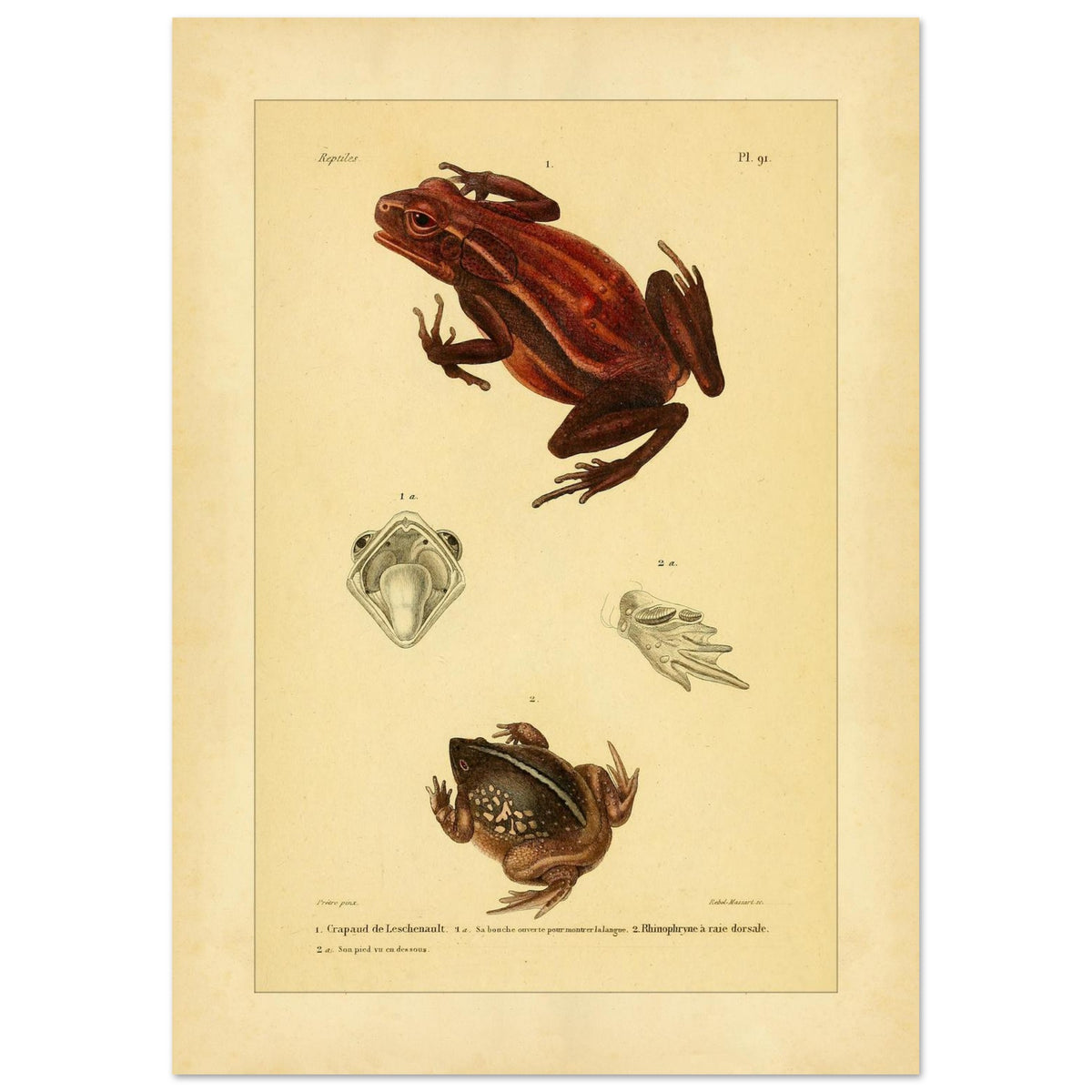 Antike Amphibientafel: Leschenault-Kröte und Rhinophrynus (42x59,4 cm (A2)). Alte wissenschaftliche Tafel mit einer Leschenault-Kröte und einer Rückstreifen-Nasenkröte sowie Ansichten des Maules der Kröte und des Fußes der Nasenkröte.