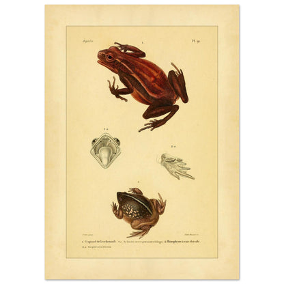 Antike Amphibientafel: Leschenault-Kröte und Rhinophrynus (42x59,4 cm (A2)). Alte wissenschaftliche Tafel mit einer Leschenault-Kröte und einer Rückstreifen-Nasenkröte sowie Ansichten des Maules der Kröte und des Fußes der Nasenkröte.