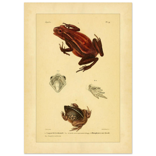 Antike Amphibientafel: Leschenault-Kröte und Rhinophrynus (50x70 cm). Alte wissenschaftliche Tafel mit einer Leschenault-Kröte und einer Rückstreifen-Nasenkröte sowie Ansichten des Maules der Kröte und des Fußes der Nasenkröte.