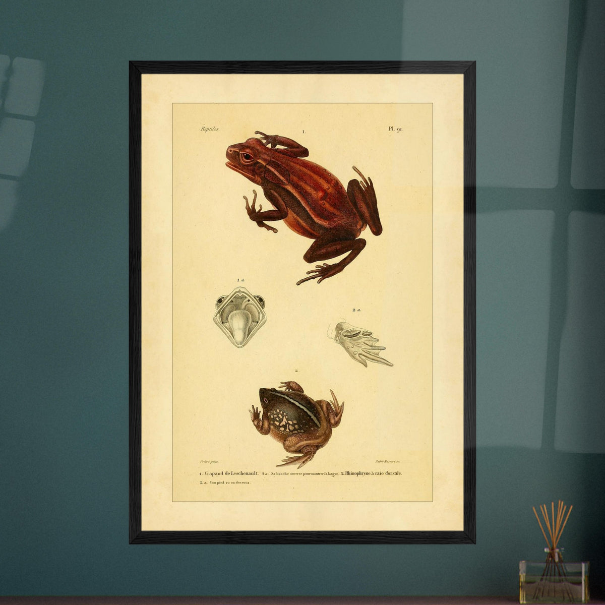 Antike Amphibientafel: Leschenault-Kröte und Rhinophrynus. Alte wissenschaftliche Tafel mit einer Leschenault-Kröte und einer Rückstreifen-Nasenkröte sowie Ansichten des Maules der Kröte und des Fußes der Nasenkröte.