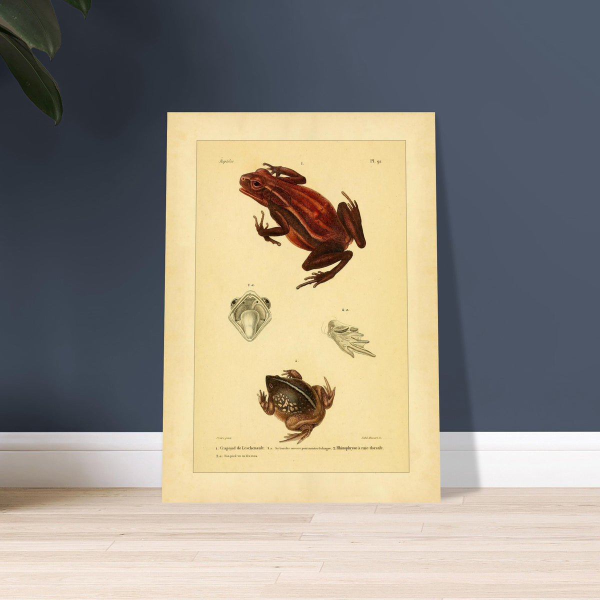 Antike Amphibientafel: Leschenault-Kröte und Rhinophrynus. Alte wissenschaftliche Tafel mit einer Leschenault-Kröte und einer Rückstreifen-Nasenkröte sowie Ansichten des Maules der Kröte und des Fußes der Nasenkröte.