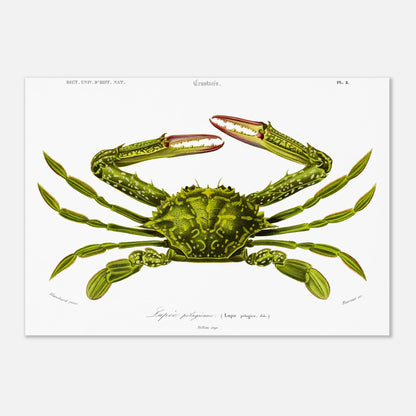 Planche naturaliste de crustacé, Lupee pélagique, Charles d'Orbigny (29,7x42 cm (A3)). Illustration d'un crabe vert aux pinces rouges et aux pattes fines, représenté en vue dorsale, avec des détails anatomiques.