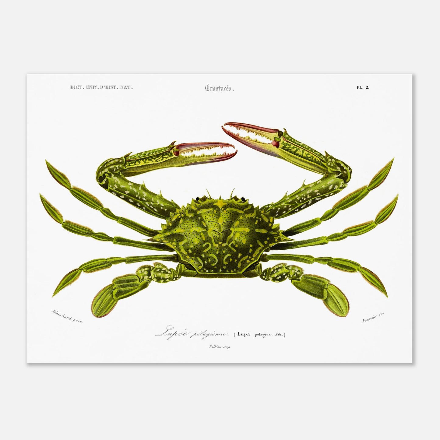 Planche naturaliste de crustacé, Lupee pélagique, Charles d'Orbigny (30x40 cm). Illustration d'un crabe vert aux pinces rouges et aux pattes fines, représenté en vue dorsale, avec des détails anatomiques.