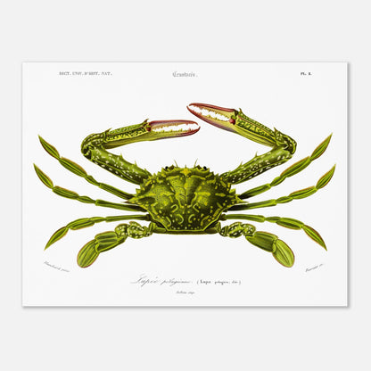 Planche naturaliste de crustacé, Lupee pélagique, Charles d'Orbigny (30x40 cm). Illustration d'un crabe vert aux pinces rouges et aux pattes fines, représenté en vue dorsale, avec des détails anatomiques.