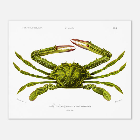Planche naturaliste de crustacé, Lupee pélagique, Charles d'Orbigny (40x50 cm). Illustration d'un crabe vert aux pinces rouges et aux pattes fines, représenté en vue dorsale, avec des détails anatomiques.
