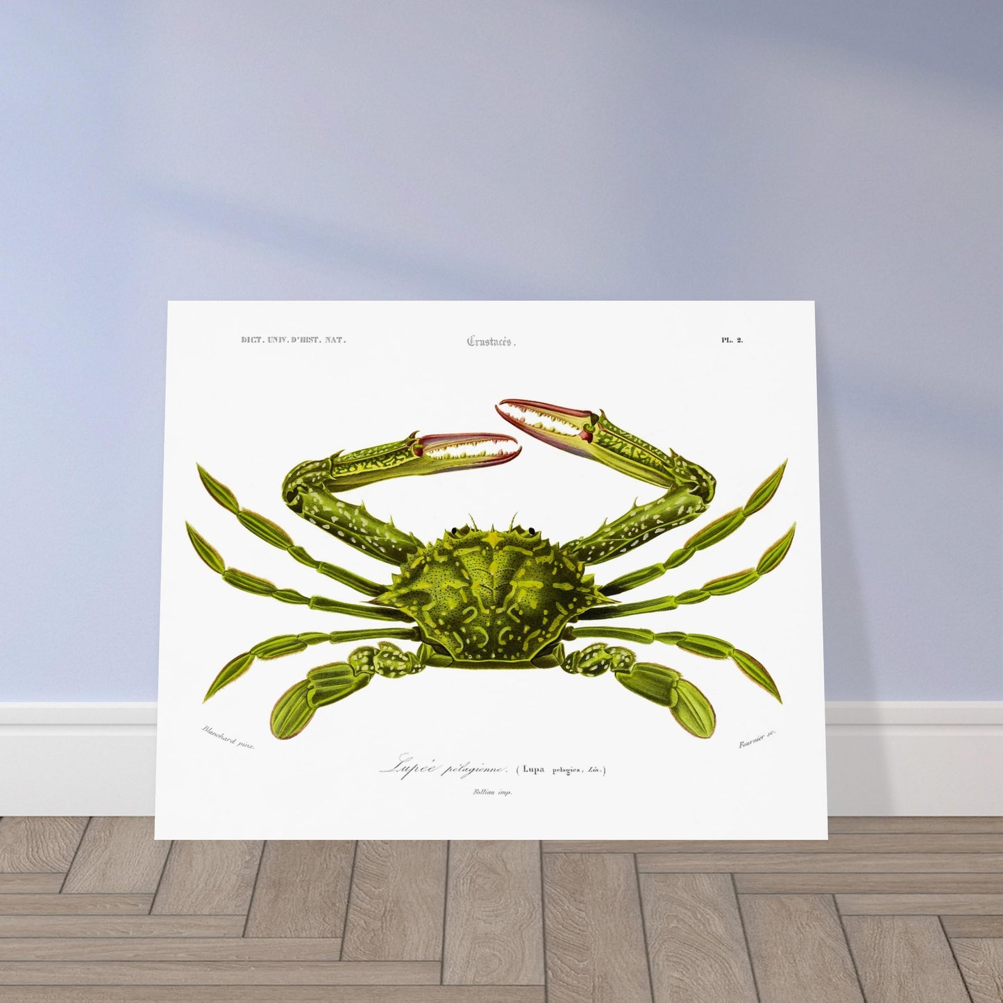 Planche naturaliste de crustacé, Lupee pélagique, Charles d'Orbigny. Illustration d'un crabe vert aux pinces rouges et aux pattes fines, représenté en vue dorsale, avec des détails anatomiques. Image d'illustration 5