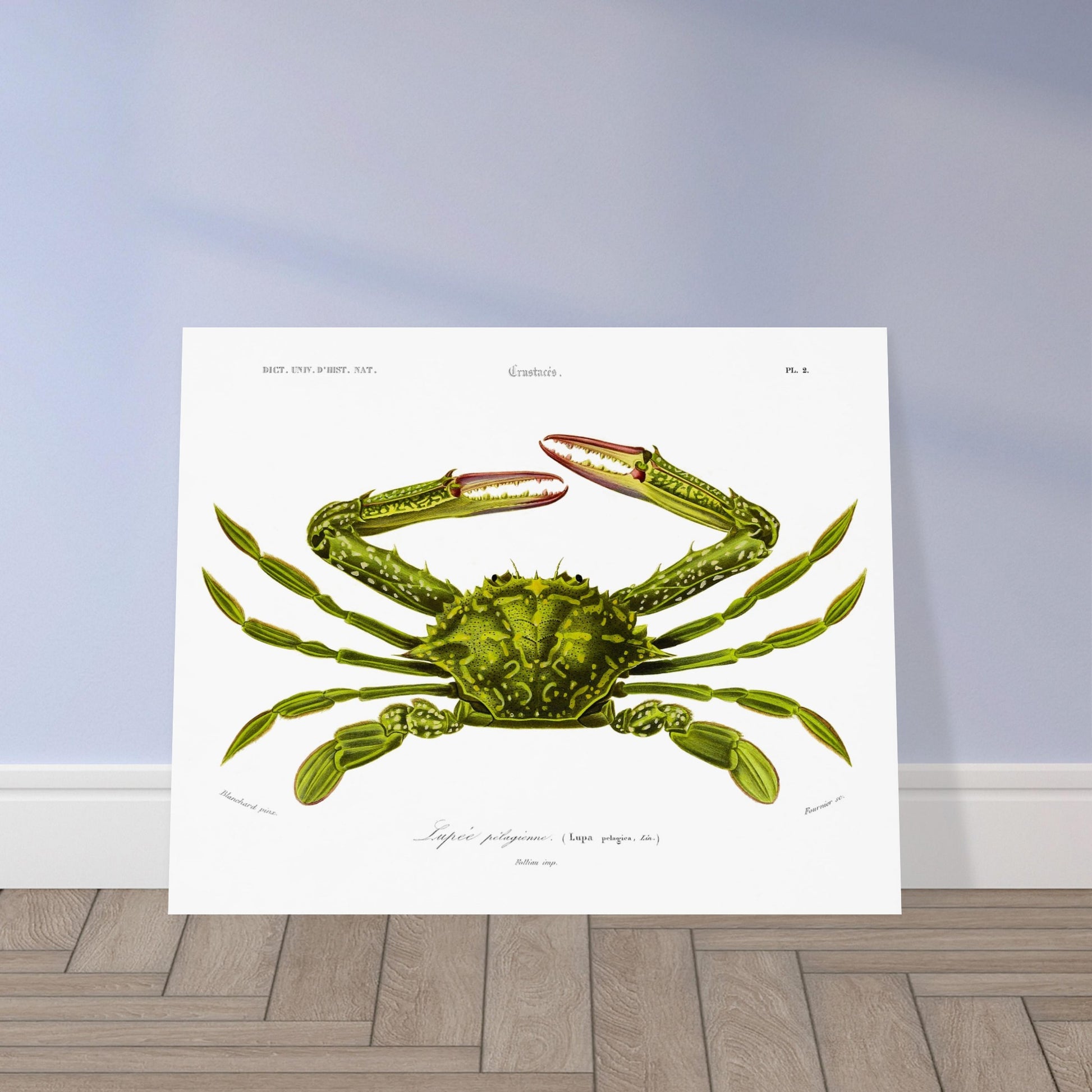 Planche naturaliste de crustacé, Lupee pélagique, Charles d'Orbigny. Illustration d'un crabe vert aux pinces rouges et aux pattes fines, représenté en vue dorsale, avec des détails anatomiques. Image d'illustration 5