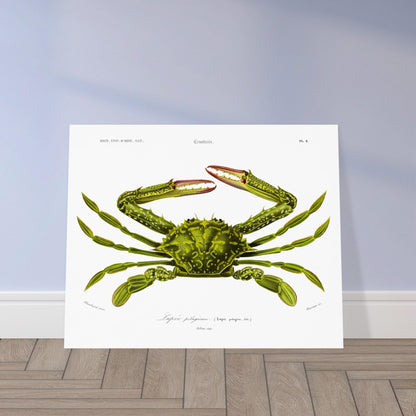 Planche naturaliste de crustacé, Lupee pélagique, Charles d'Orbigny. Illustration d'un crabe vert aux pinces rouges et aux pattes fines, représenté en vue dorsale, avec des détails anatomiques. Image d'illustration 5