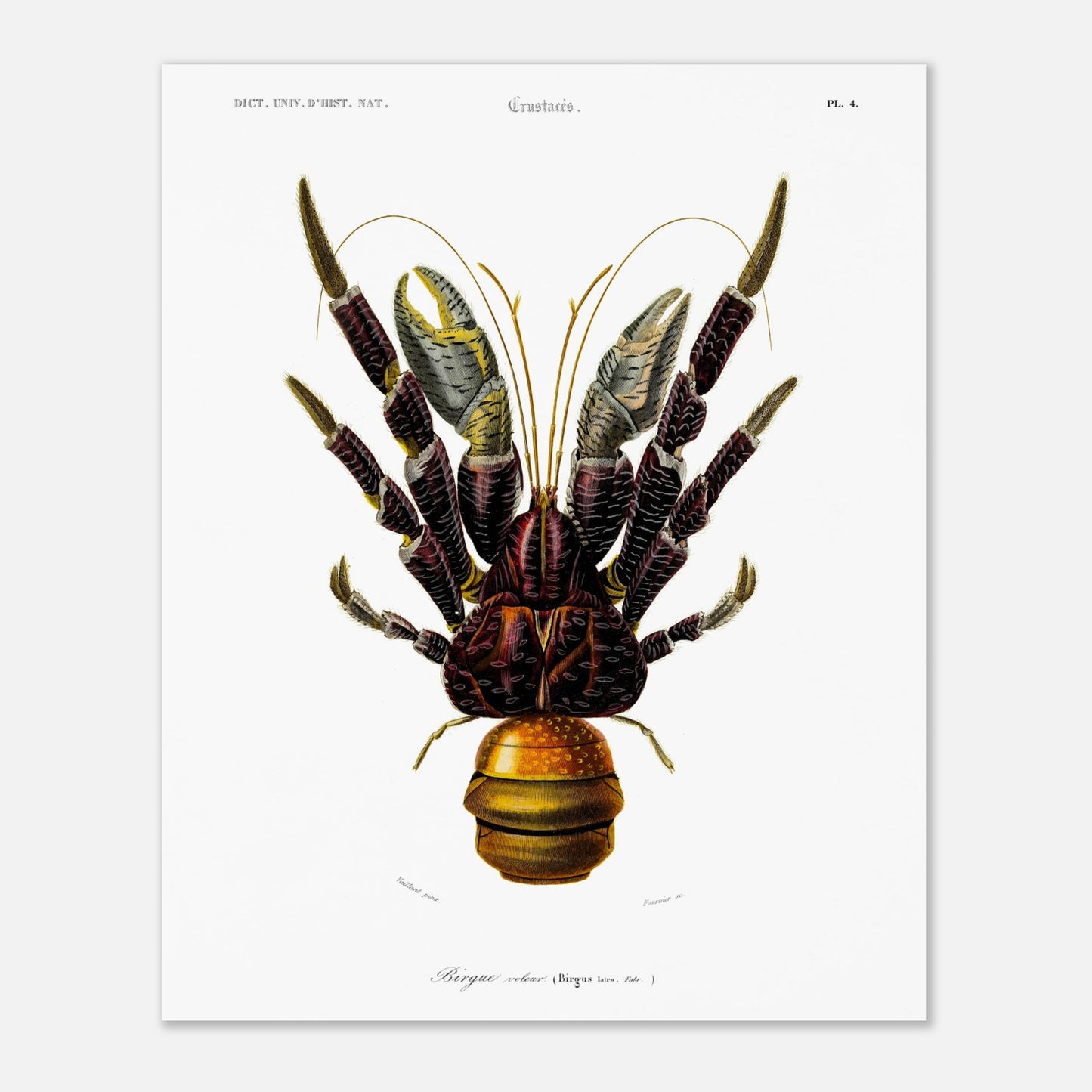 Planche de crustacés : Birgue larron - Charles d'Orbigny (40x50 cm). Planche de crustacés du XIXe siècle représentant le Palémon orné (Palemon ornatus), une crevette aux couleurs vives.