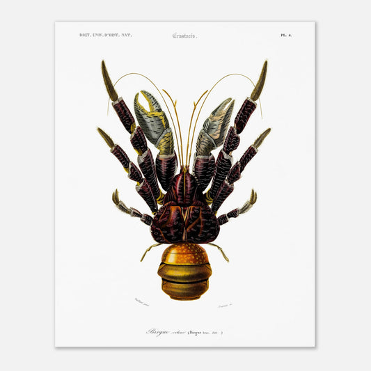 Planche de crustacés : Birgue larron - Charles d'Orbigny (40x50 cm). Planche de crustacés du XIXe siècle représentant le Palémon orné (Palemon ornatus), une crevette aux couleurs vives.