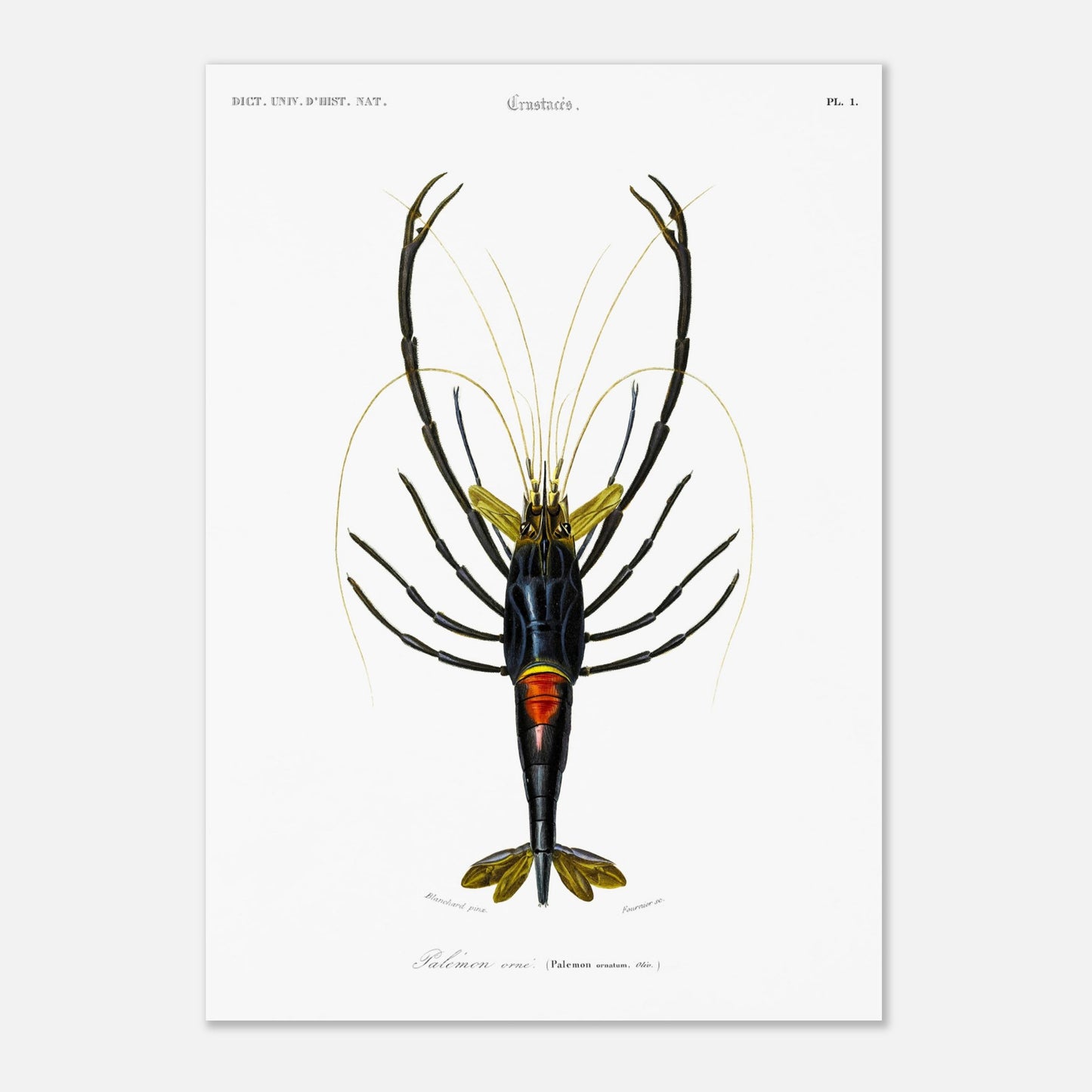 Planche de crustacés : Palémon orné - Charles d'Orbigny (29,7x42 cm (A3)). Planche de crustacés du XIXe siècle représentant le Palémon orné (Palemon ornatus), une crevette aux couleurs vives.