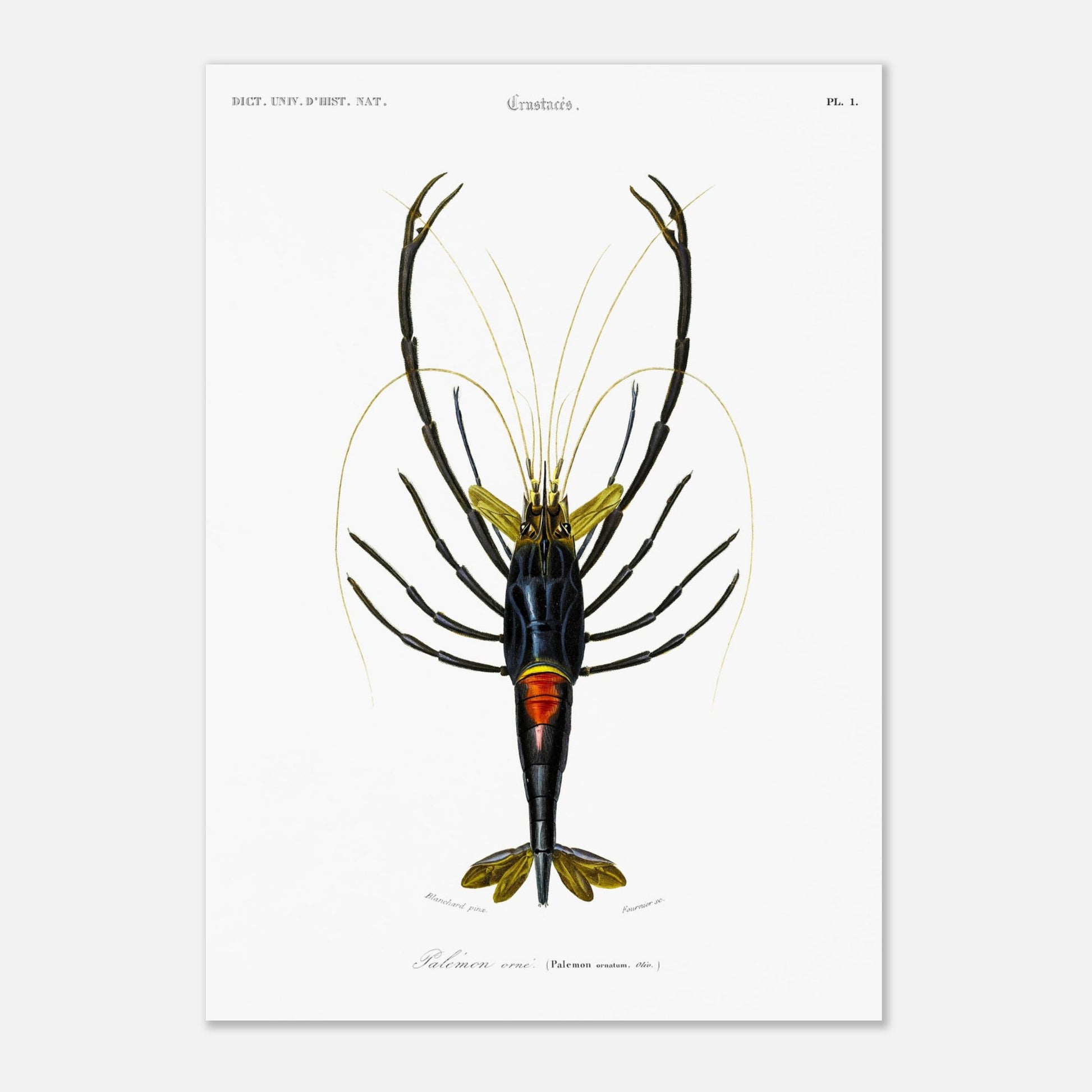 Planche de crustacés : Palémon orné - Charles d'Orbigny (29,7x42 cm (A3)). Planche de crustacés du XIXe siècle représentant le Palémon orné (Palemon ornatus), une crevette aux couleurs vives.