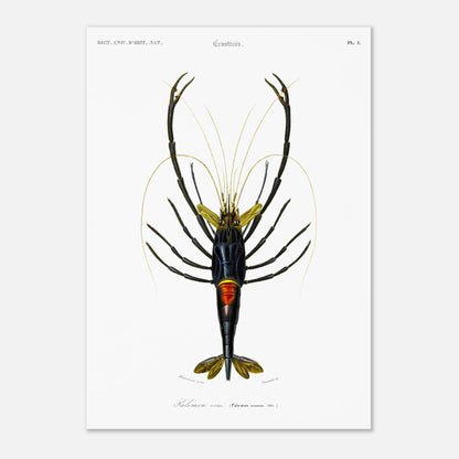 Planche de crustacés : Palémon orné - Charles d'Orbigny (29,7x42 cm (A3)). Planche de crustacés du XIXe siècle représentant le Palémon orné (Palemon ornatus), une crevette aux couleurs vives.
