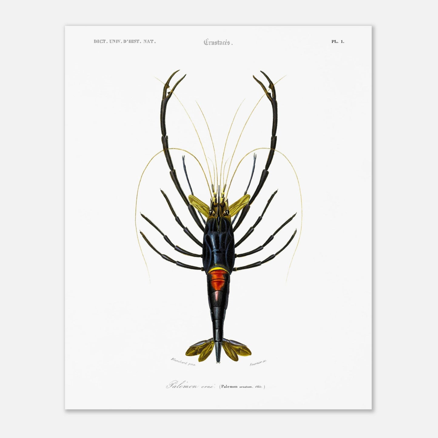 Planche de crustacés : Palémon orné - Charles d'Orbigny (40x50 cm). Planche de crustacés du XIXe siècle représentant le Palémon orné (Palemon ornatus), une crevette aux couleurs vives.