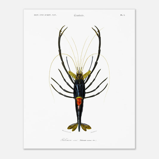 Planche de crustacés : Palémon orné - Charles d'Orbigny (40x50 cm). Planche de crustacés du XIXe siècle représentant le Palémon orné (Palemon ornatus), une crevette aux couleurs vives.