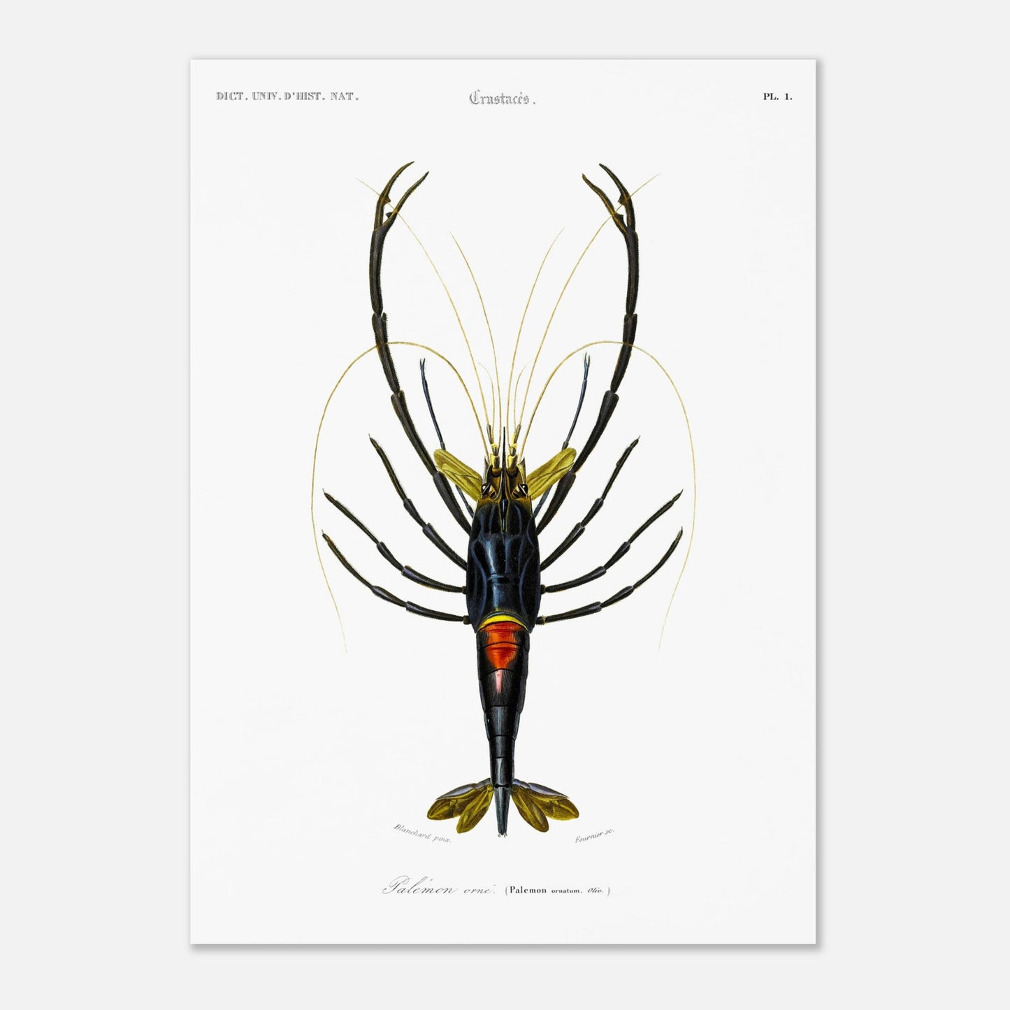 Planche de crustacés : Palémon orné - Charles d'Orbigny (42x59,4 cm (A2)). Planche de crustacés du XIXe siècle représentant le Palémon orné (Palemon ornatus), une crevette aux couleurs vives.