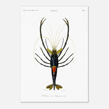 Planche de crustacés : Palémon orné - Charles d'Orbigny (42x59,4 cm (A2)). Planche de crustacés du XIXe siècle représentant le Palémon orné (Palemon ornatus), une crevette aux couleurs vives.