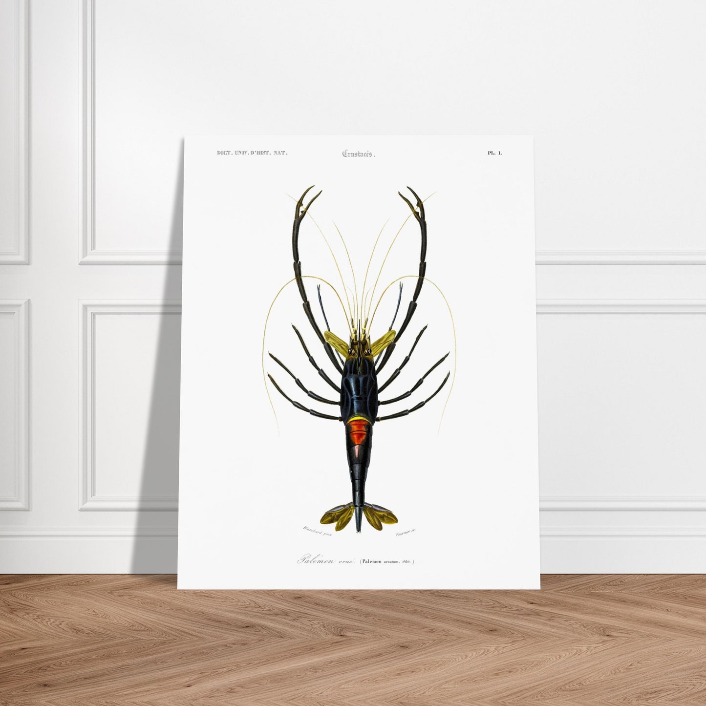 Planche de crustacés : Palémon orné - Charles d'Orbigny. Planche de crustacés du XIXe siècle représentant le Palémon orné (Palemon ornatus), une crevette aux couleurs vives. Image d'illustration 5