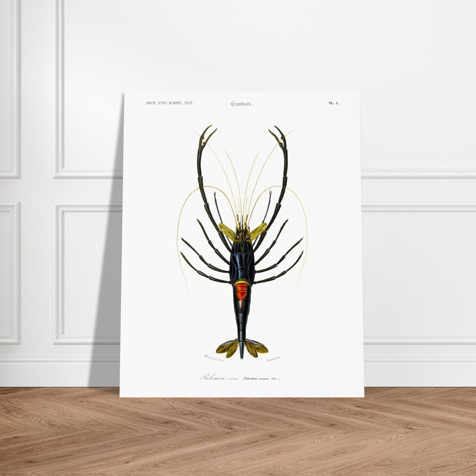 Planche de crustacés : Palémon orné - Charles d'Orbigny. Planche de crustacés du XIXe siècle représentant le Palémon orné (Palemon ornatus), une crevette aux couleurs vives. Image d'illustration 5