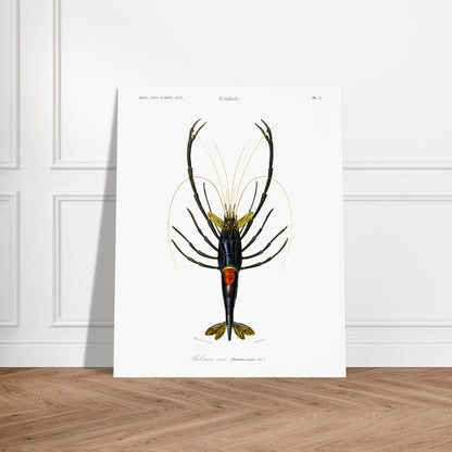 Planche de crustacés : Palémon orné - Charles d'Orbigny. Planche de crustacés du XIXe siècle représentant le Palémon orné (Palemon ornatus), une crevette aux couleurs vives. Image d'illustration 5