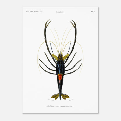 Planche de crustacés : Palémon orné - Charles d'Orbigny (50x70 cm). Planche de crustacés du XIXe siècle représentant le Palémon orné (Palemon ornatus), une crevette aux couleurs vives.