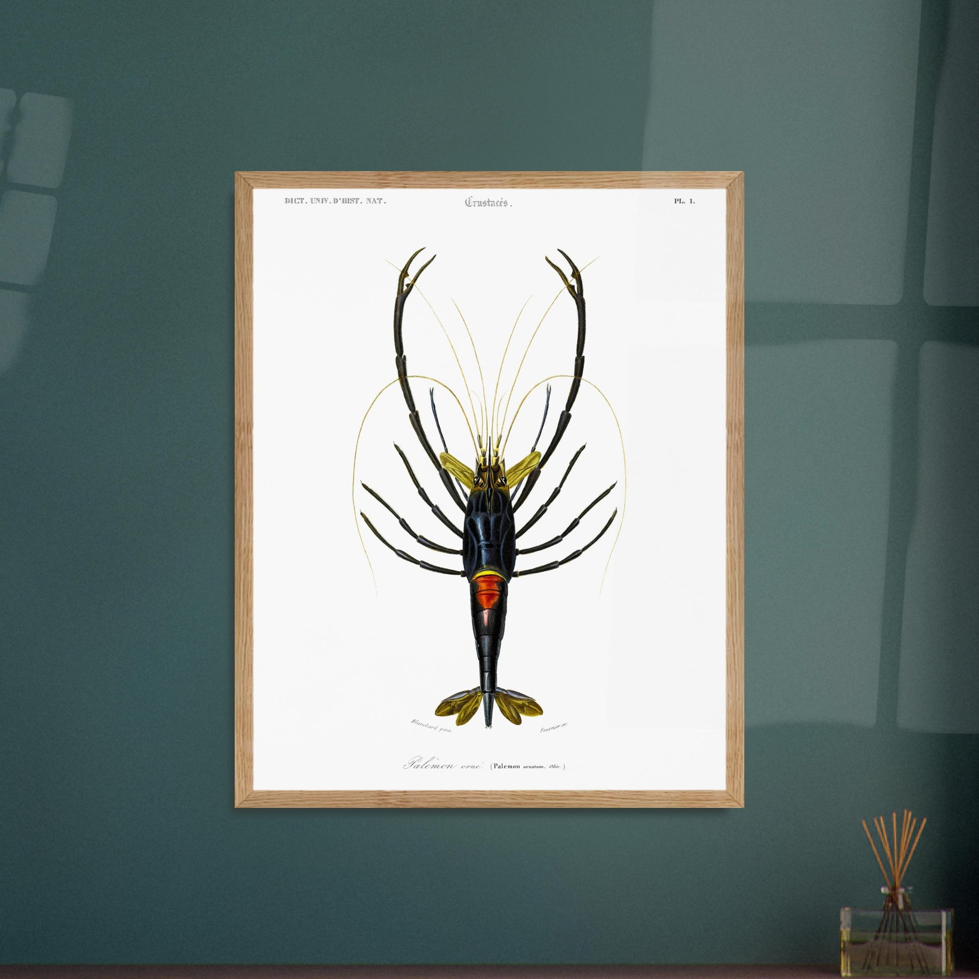 Planche de crustacés : Palémon orné - Charles d'Orbigny. Planche de crustacés du XIXe siècle représentant le Palémon orné (Palemon ornatus), une crevette aux couleurs vives. Image d'illustration 6