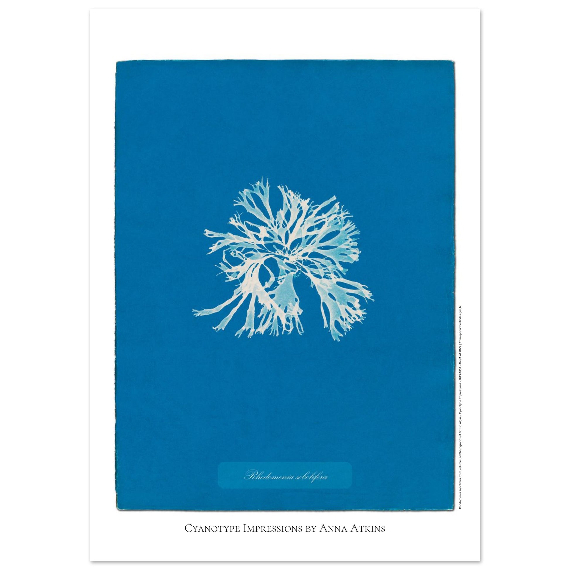 Rhodomenia sobolifera — Planche d'algue en cyanotype par Anna Atkins (21x29,7 cm (A4)). Reproduction d'une algue 'Rhodomenia sobolifera' réalisée par cyanotype par Anna Atkins sur un fond bleu vif.