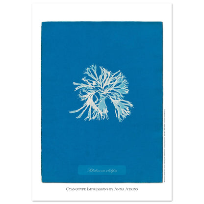 Rhodomenia sobolifera — Planche d'algue en cyanotype par Anna Atkins (21x29,7 cm (A4)). Reproduction d'une algue 'Rhodomenia sobolifera' réalisée par cyanotype par Anna Atkins sur un fond bleu vif.