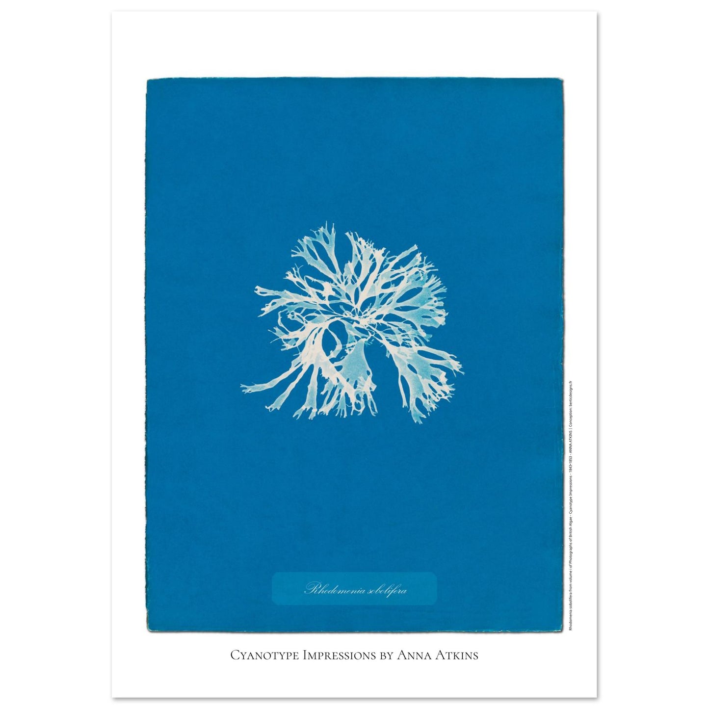 Rhodomenia sobolifera — Planche d'algue en cyanotype par Anna Atkins (29,7x42 cm (A3)). Reproduction d'une algue 'Rhodomenia sobolifera' réalisée par cyanotype par Anna Atkins sur un fond bleu vif.
