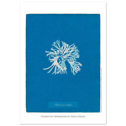 Rhodomenia sobolifera — Planche d'algue en cyanotype par Anna Atkins (29,7x42 cm (A3)). Reproduction d'une algue 'Rhodomenia sobolifera' réalisée par cyanotype par Anna Atkins sur un fond bleu vif.