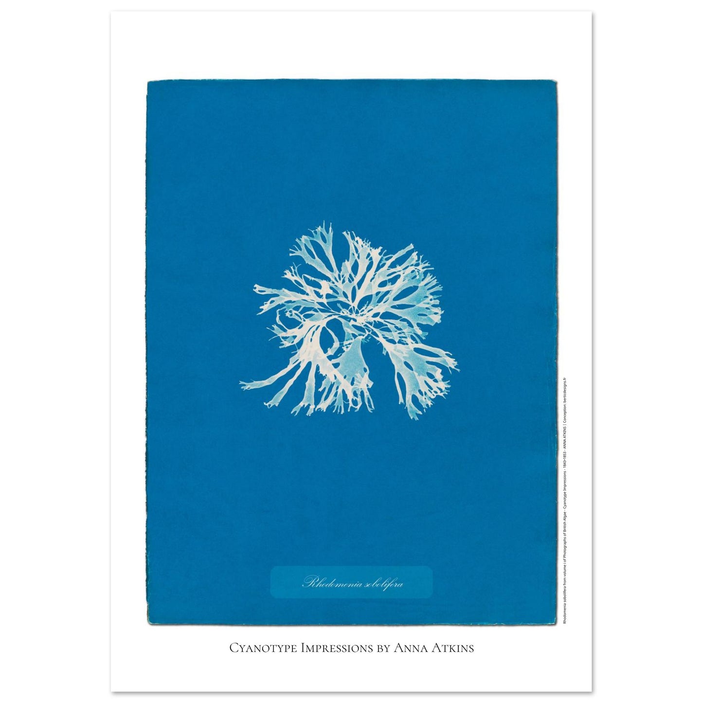 Rhodomenia sobolifera — Planche d'algue en cyanotype par Anna Atkins (42x59,4 cm (A2)). Reproduction d'une algue 'Rhodomenia sobolifera' réalisée par cyanotype par Anna Atkins sur un fond bleu vif.