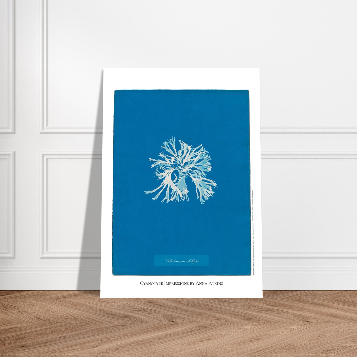 Rhodomenia sobolifera — Planche d'algue en cyanotype par Anna Atkins. Reproduction d'une algue 'Rhodomenia sobolifera' réalisée par cyanotype par Anna Atkins sur un fond bleu vif. Image d'illustration 5