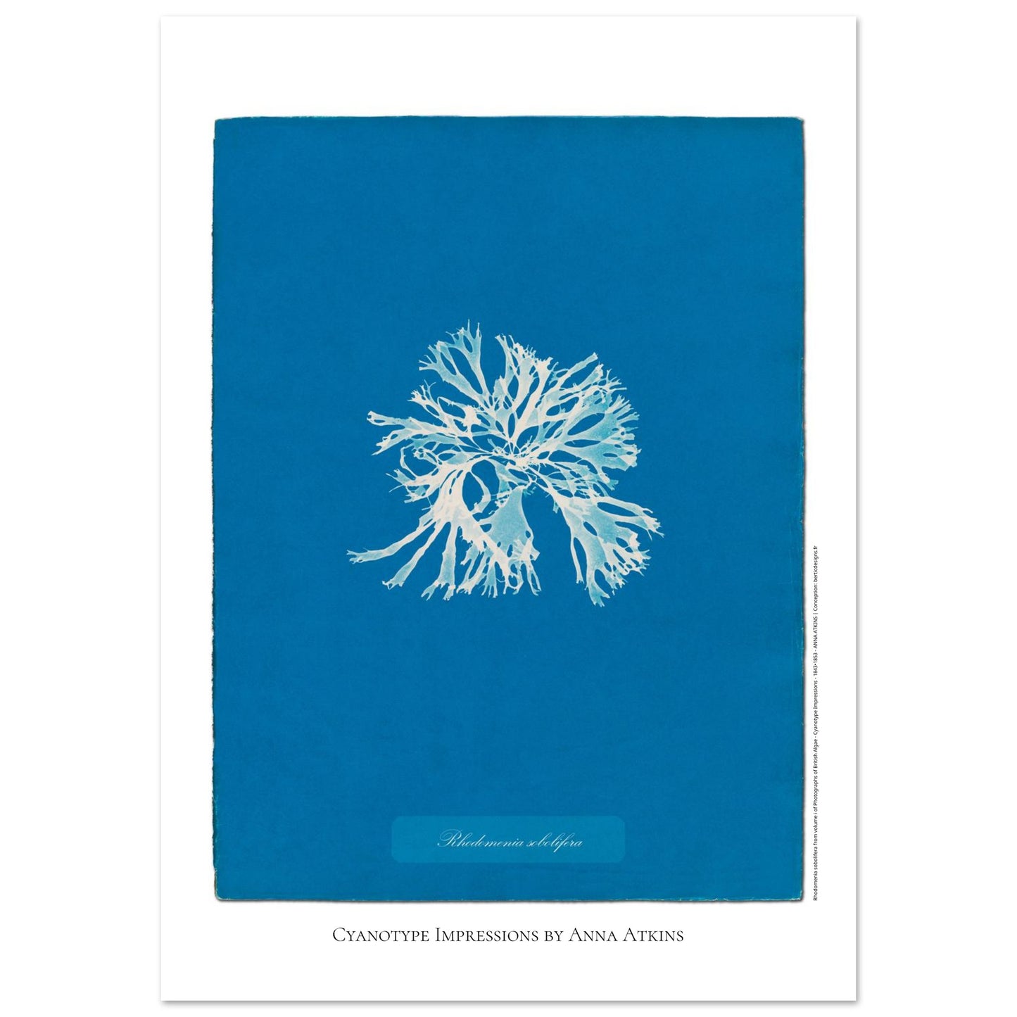 Rhodomenia sobolifera — Planche d'algue en cyanotype par Anna Atkins (59,4x84,1 cm (A1)). Reproduction d'une algue 'Rhodomenia sobolifera' réalisée par cyanotype par Anna Atkins sur un fond bleu vif.