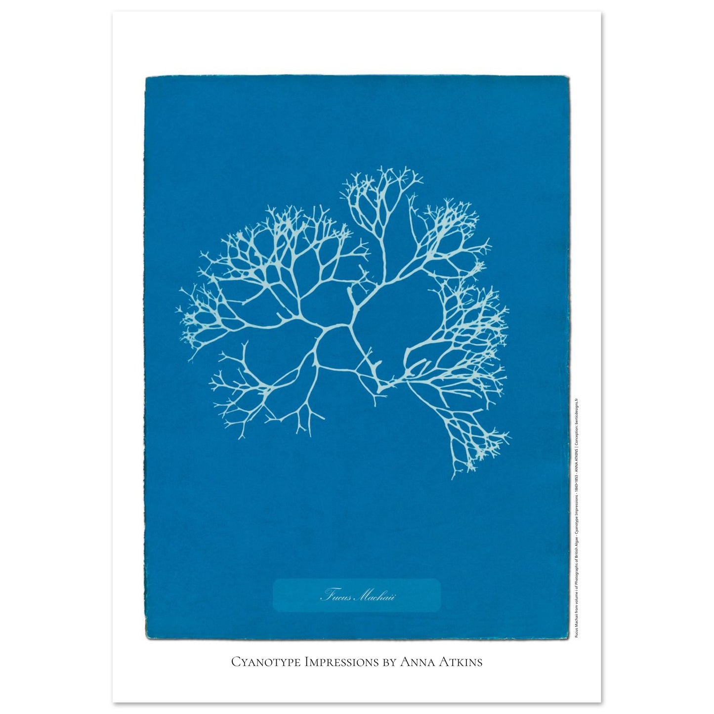 Planche de l'algue Fucus Machaii, cyanotype d'Anna Atkins (21x29,7 cm (A4)). Cyanotype d'une algue nommée Fucus Machaii, réalisé par Anna Atkins, avec le sujet en blanc sur un fond bleu vif.