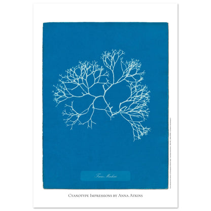 Planche de l'algue Fucus Machaii, cyanotype d'Anna Atkins (21x29,7 cm (A4)). Cyanotype d'une algue nommée Fucus Machaii, réalisé par Anna Atkins, avec le sujet en blanc sur un fond bleu vif.