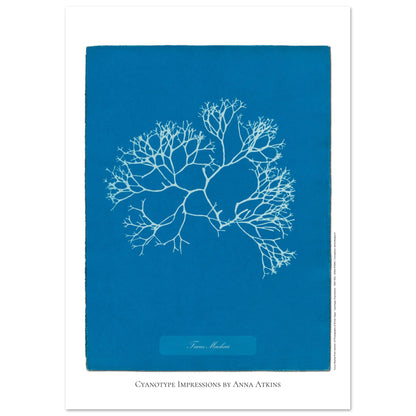 Planche de l'algue Fucus Machaii, cyanotype d'Anna Atkins (29,7x42 cm (A3)). Cyanotype d'une algue nommée Fucus Machaii, réalisé par Anna Atkins, avec le sujet en blanc sur un fond bleu vif.