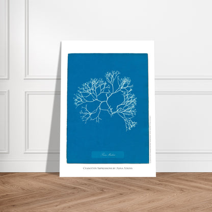 Planche de l'algue Fucus Machaii, cyanotype d'Anna Atkins. Cyanotype d'une algue nommée Fucus Machaii, réalisé par Anna Atkins, avec le sujet en blanc sur un fond bleu vif. Image d'illustration 5