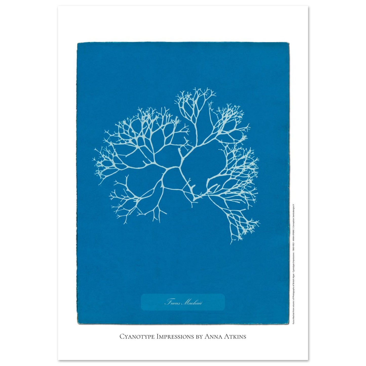 Planche de l'algue Fucus Machaii, cyanotype d'Anna Atkins (59,4x84,1 cm (A1)). Cyanotype d'une algue nommée Fucus Machaii, réalisé par Anna Atkins, avec le sujet en blanc sur un fond bleu vif.