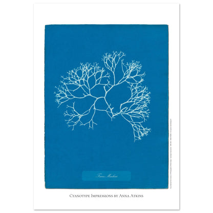Planche de l'algue Fucus Machaii, cyanotype d'Anna Atkins (59,4x84,1 cm (A1)). Cyanotype d'une algue nommée Fucus Machaii, réalisé par Anna Atkins, avec le sujet en blanc sur un fond bleu vif.